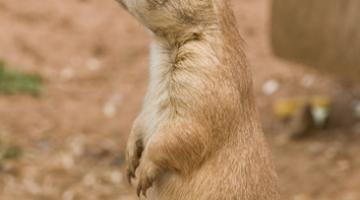 prairie-dog